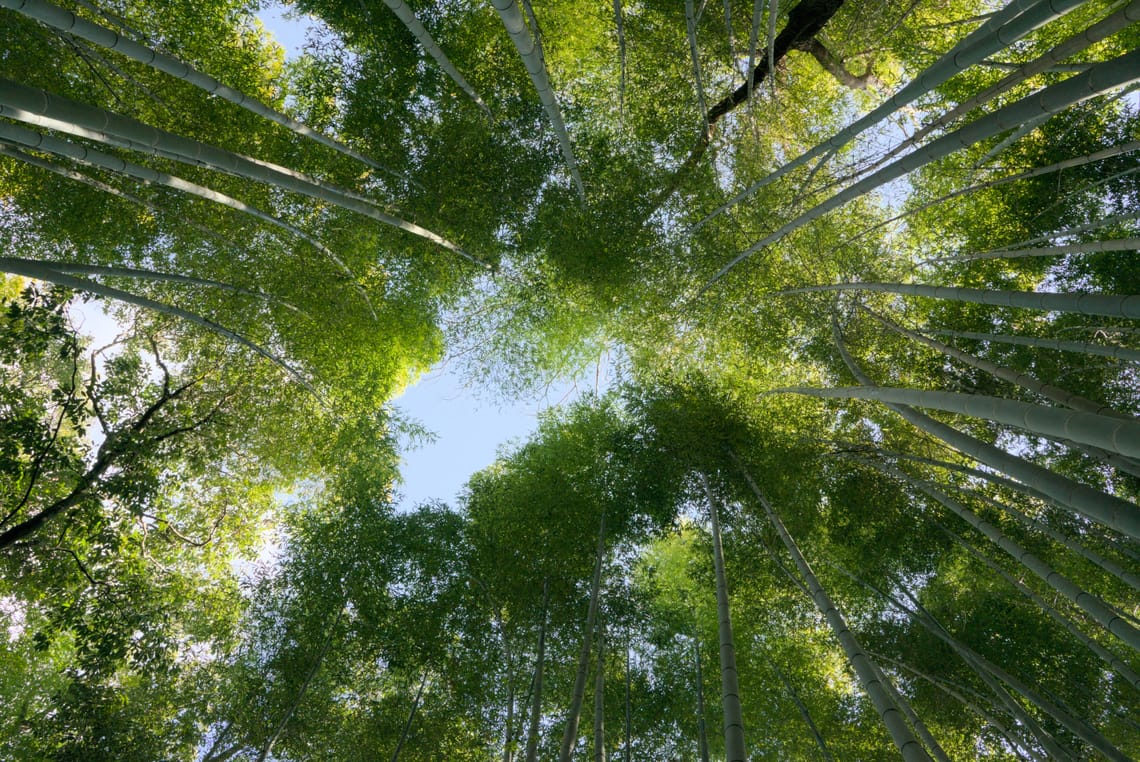 Bamboo Forest in Kyoto