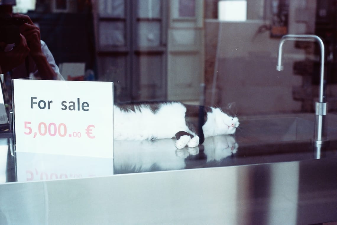 An expensive cat